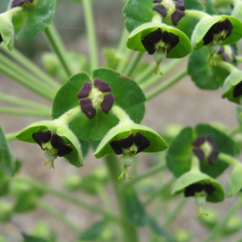 Euphorbia characias ssp. characias - Euphorbe des garrigues (Flowering)
