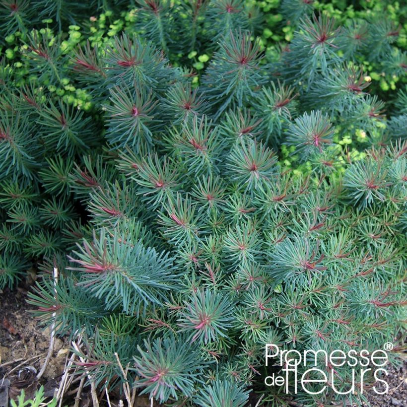 Euphorbe petit-cyprès Clarice Howard - Euphorbia cyparissias (Foliage)