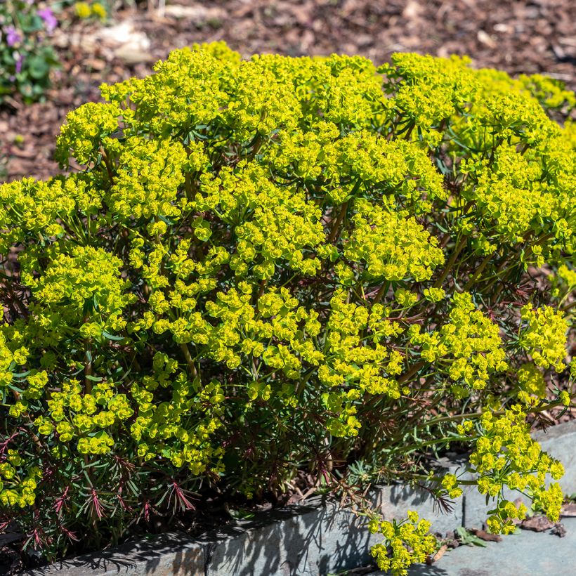 Euphorbia cyparissias Fens Ruby - Euphorbe petit-cyprès (Plant habit)