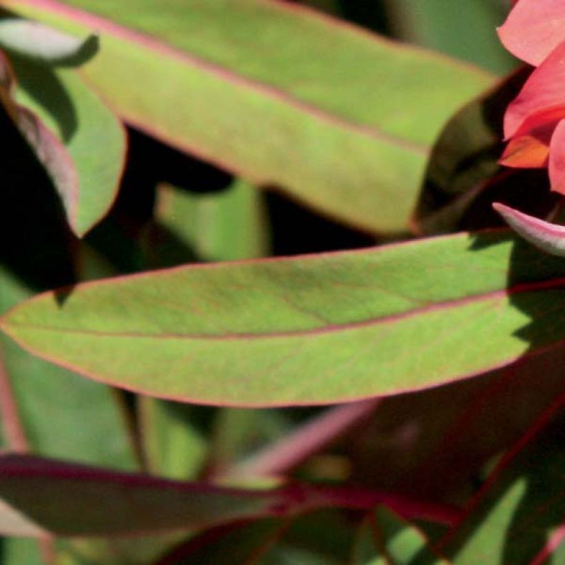 Euphorbia griffithii Fireglow - Euphorbe orange (Foliage)