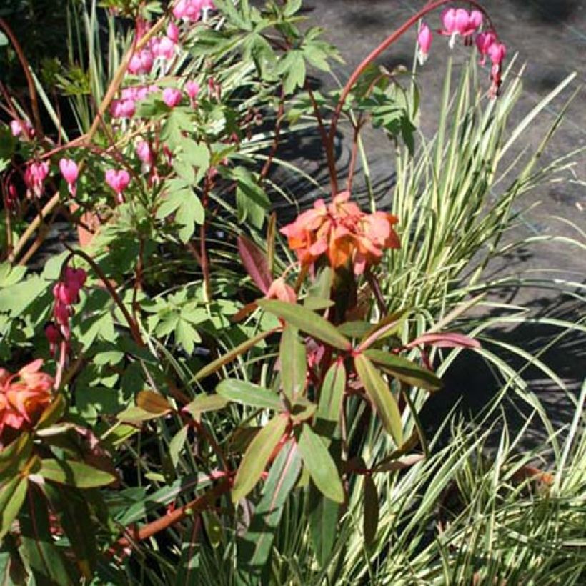 Euphorbia griffithii Fireglow - Euphorbe orange (Plant habit)