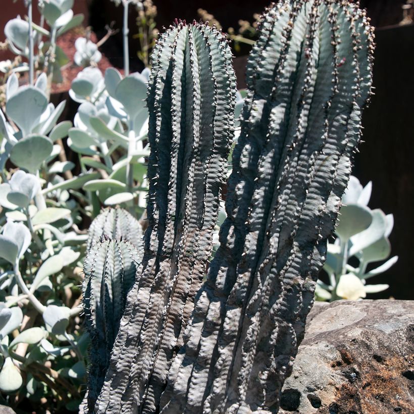 Euphorbia horrida Alba - Euphorbe (Plant habit)