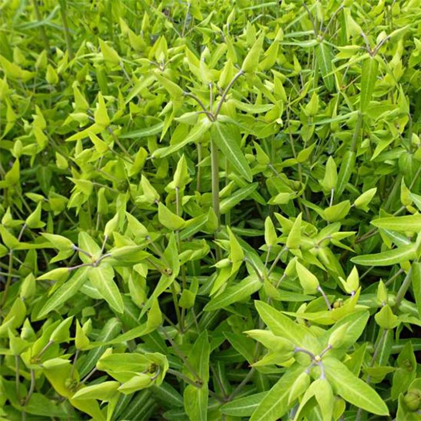 Euphorbia lathyris - Euphorbe des Jardins (Foliage)