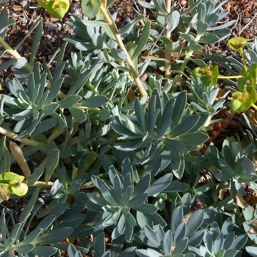 Euphorbe, Euphorbia nicaeensis (Foliage)