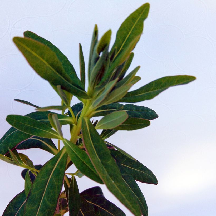 Euphorbia palustris - Euphorbe des marais (Foliage)