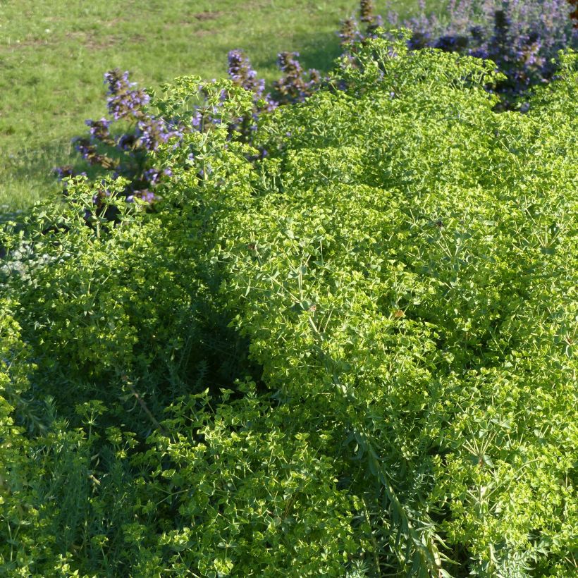 Euphorbia pithyusa Ponte Leccia - Euphorbe des Baléares (Plant habit)