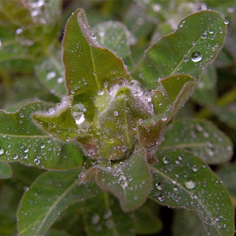 Euphorbia polychroma - Euphorbe polychrome (Foliage)
