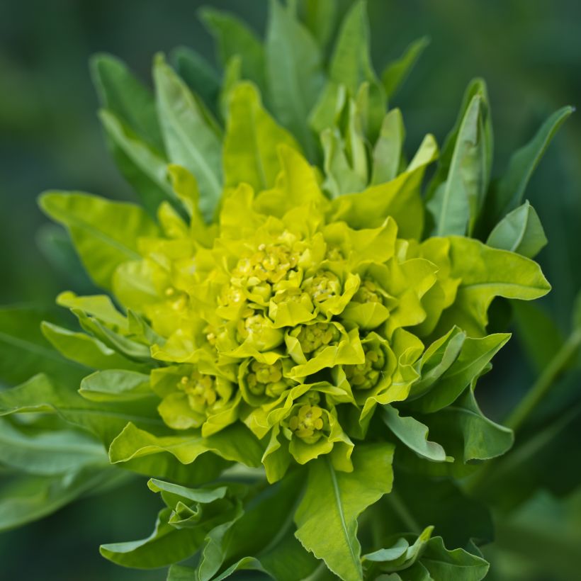 Euphorbia polychroma - Euphorbe polychrome (Flowering)