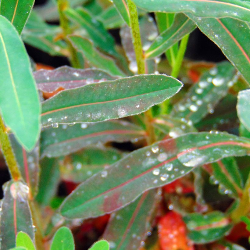 Euphorbia polychroma Purpurea - Euphorbe polychrome (Foliage)