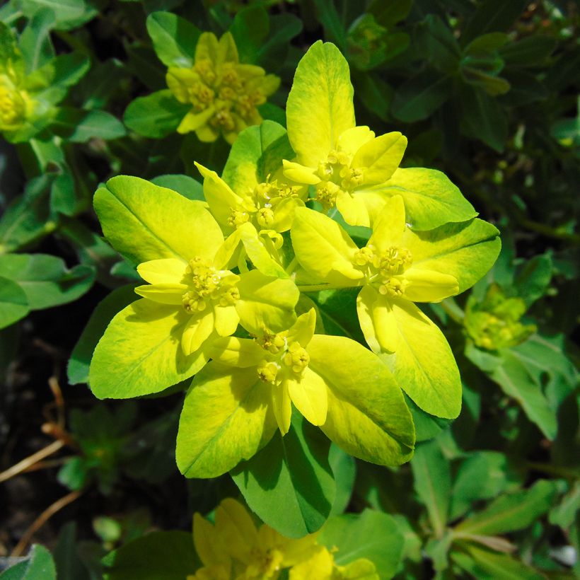 Euphorbia polychroma Purpurea - Euphorbe polychrome (Flowering)