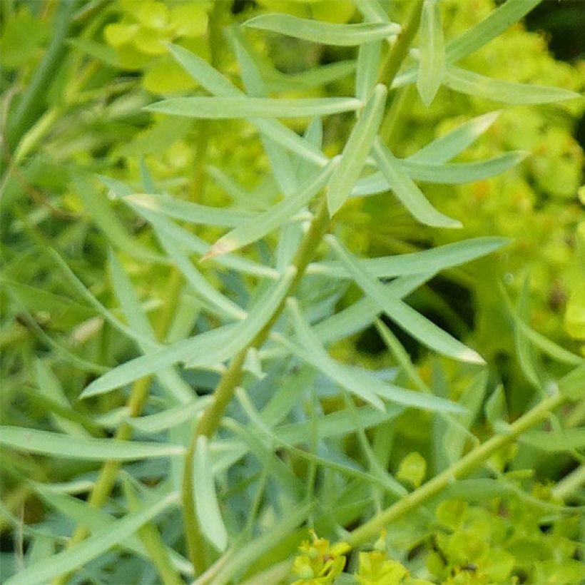 Euphorbia seguieriana ssp. niciciana - Euphorbe de Sibérie (Foliage)