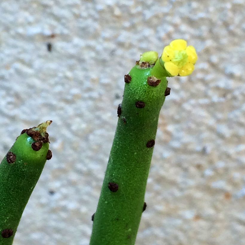 Euphorbia tirucalli - Plante crayon (Flowering)
