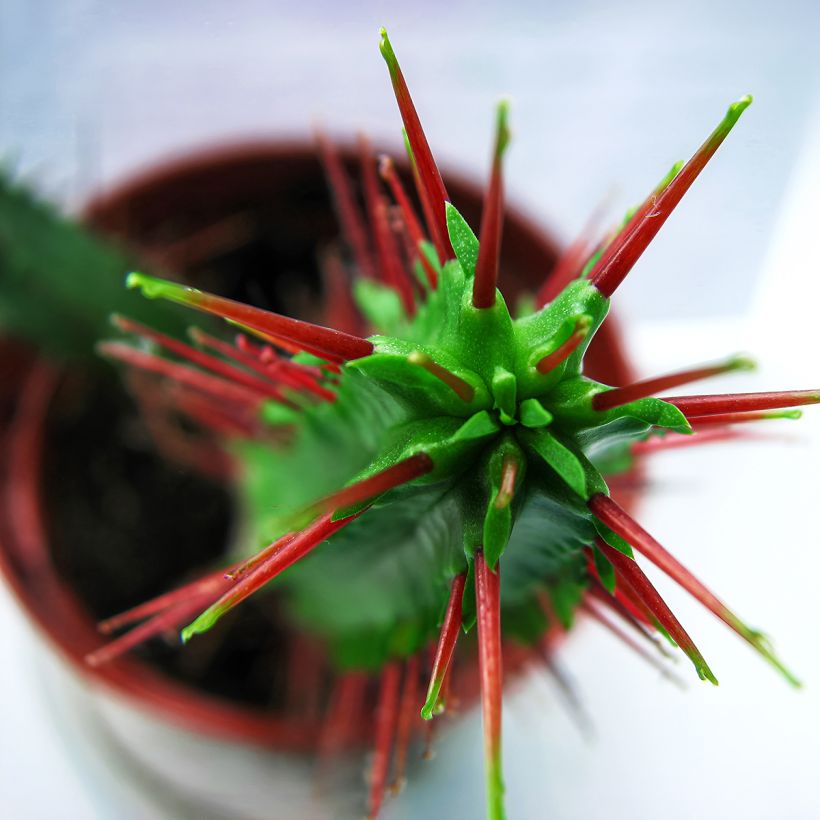 Euphorbia enopla - Euphorbe cactus (Foliage)