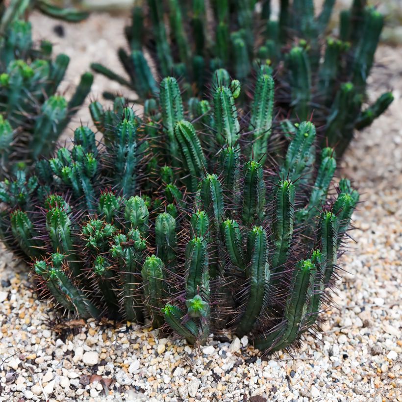 Euphorbia enopla - Euphorbe cactus (Plant habit)