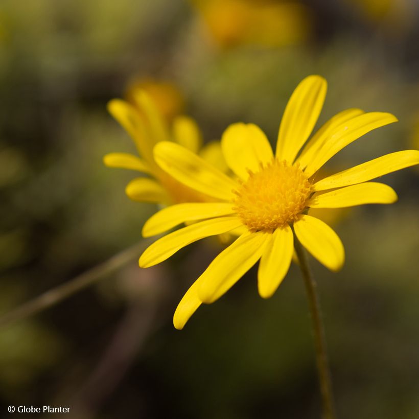 Euryops Infinity - Marguerite des savanes (Flowering)