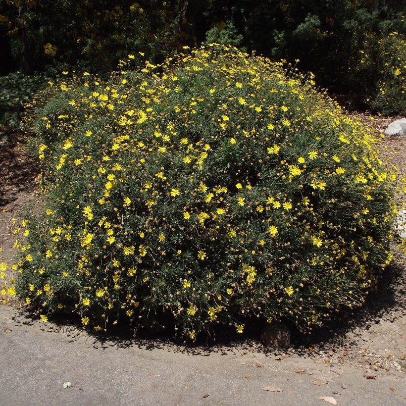 Euryops pectinatus - Marguerite des savanes (Plant habit)