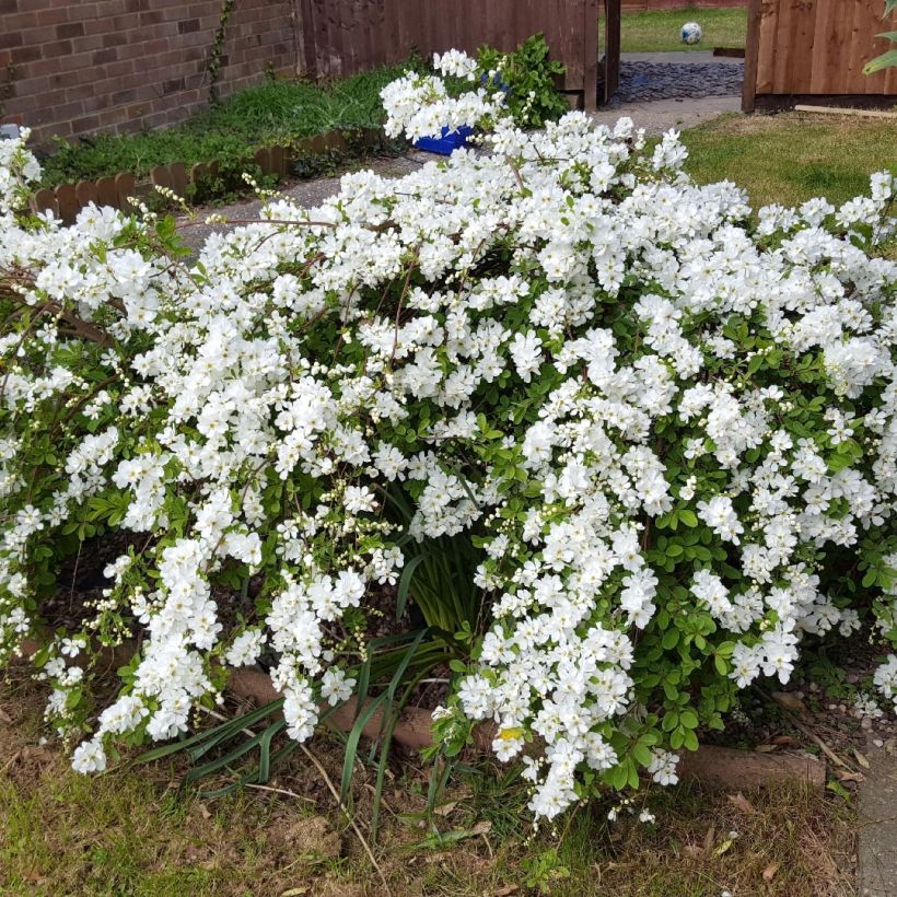 Exochorda serratifolia Snow White - Arbre aux perles (Plant habit)