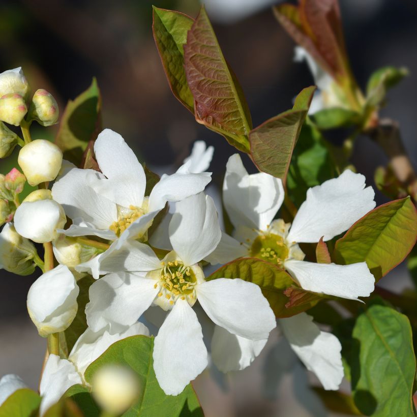 Exochorda serratifolia Snow White - Arbre aux perles (Flowering)