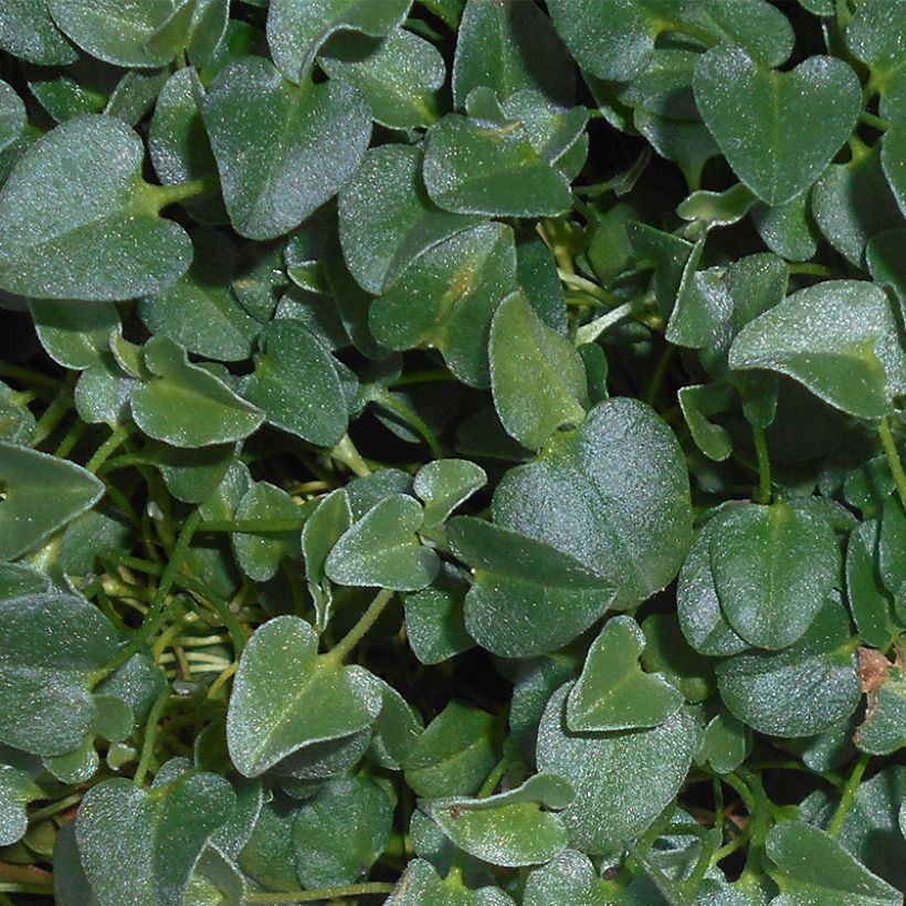 Falkia repens - Petites oreilles (Foliage)