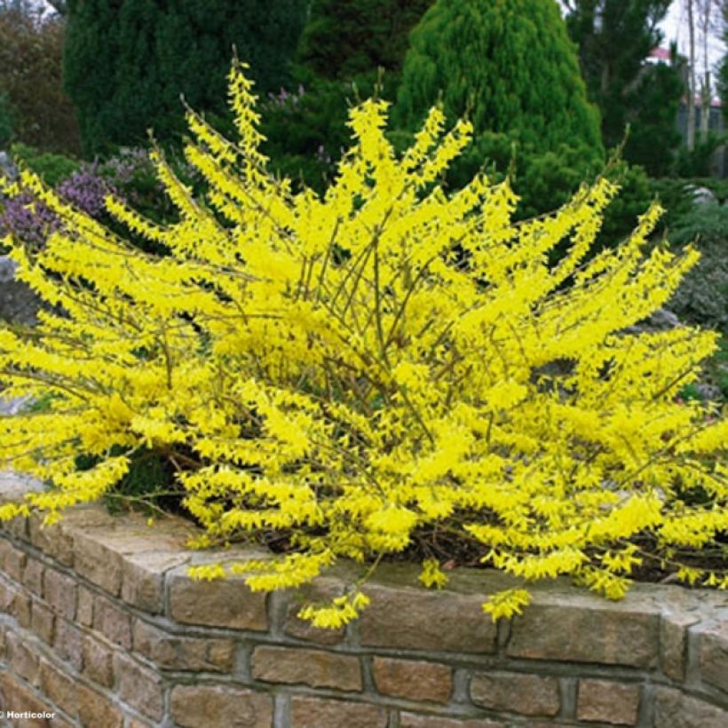 Forsythia Marée d'Or - Mimosa de Paris (Plant habit)