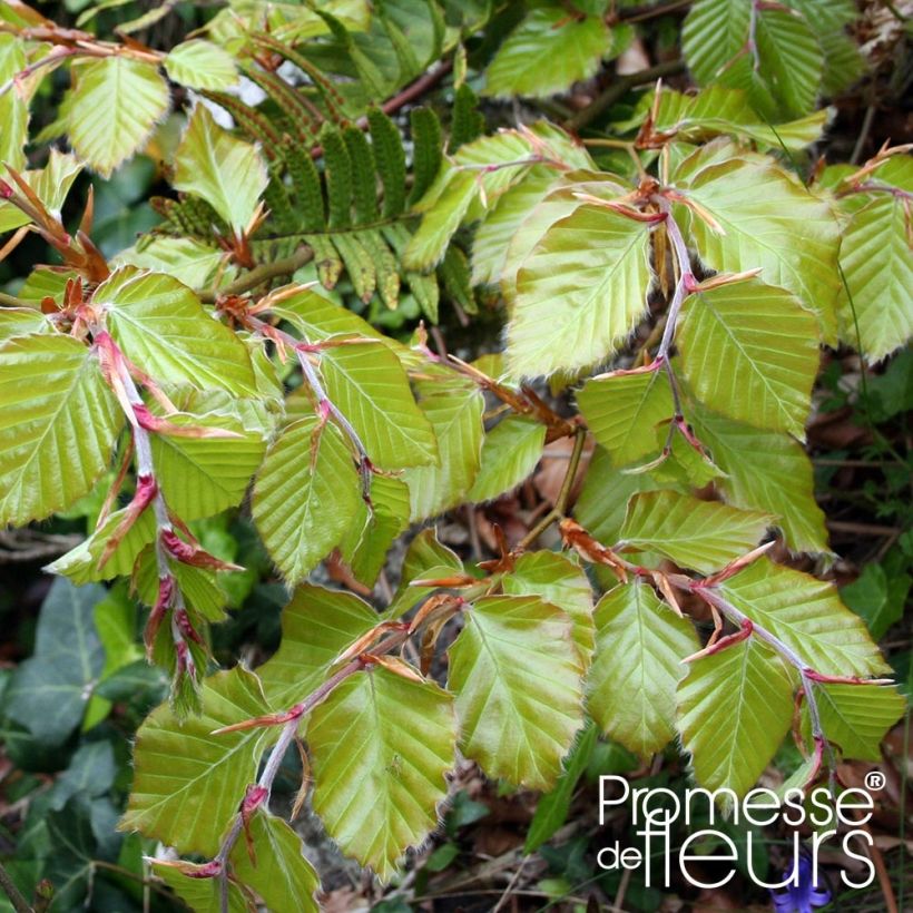 Hêtre commun - Fagus sylvatica (Foliage)