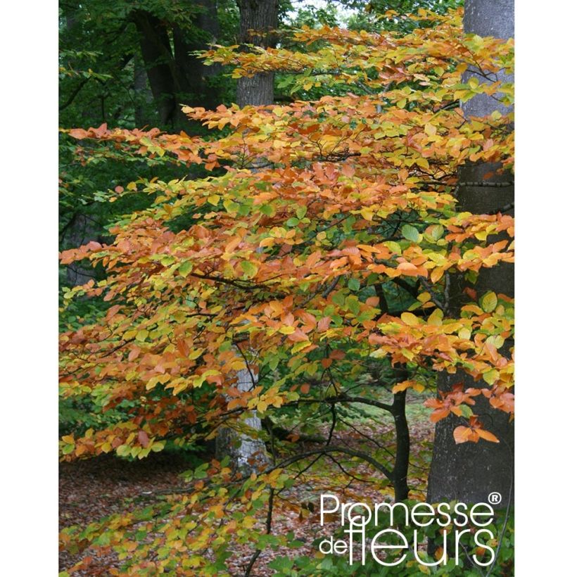 Hêtre commun - Fagus sylvatica (Plant habit)