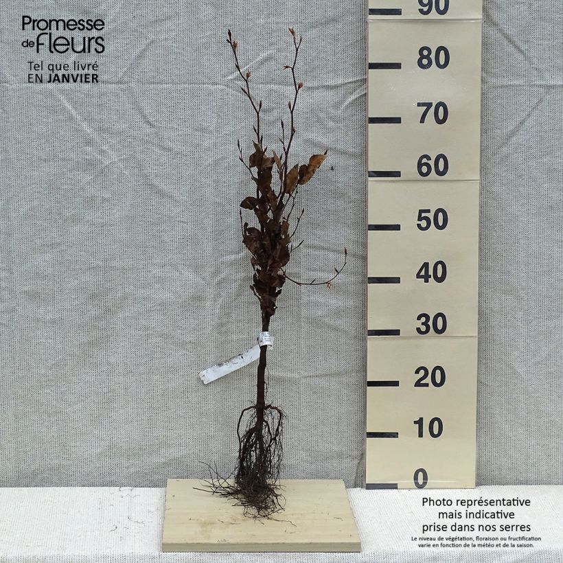 Example of Fagus sylvatica Atropurpurea - Hêtre pourpre Petites Racines nues as you get in hiver