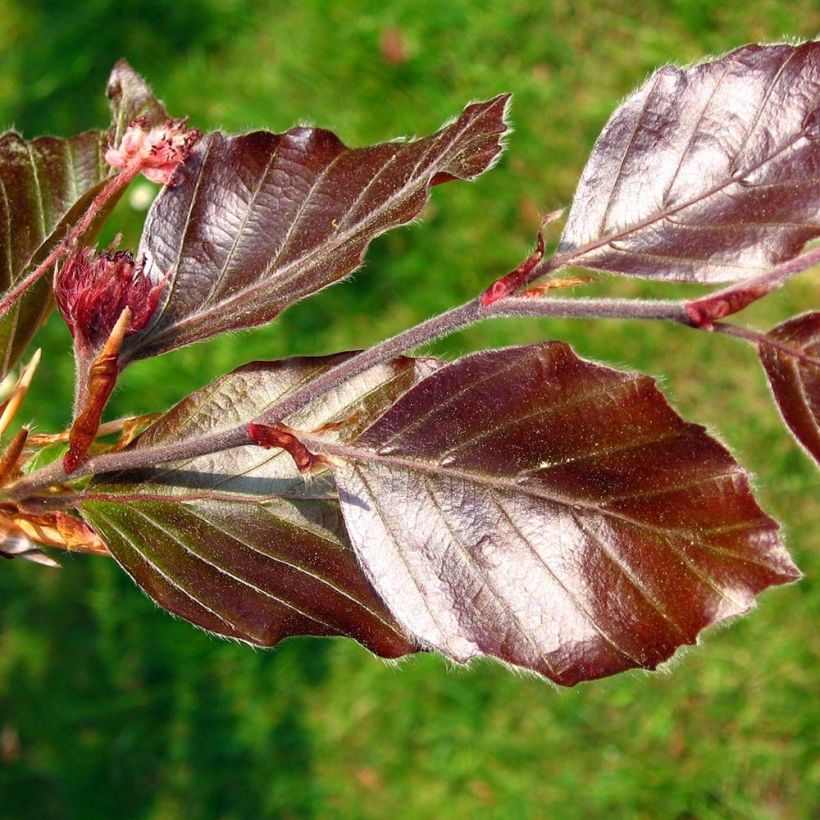 Fagus sylvatica Atropurpurea - Hêtre pourpre (Foliage)