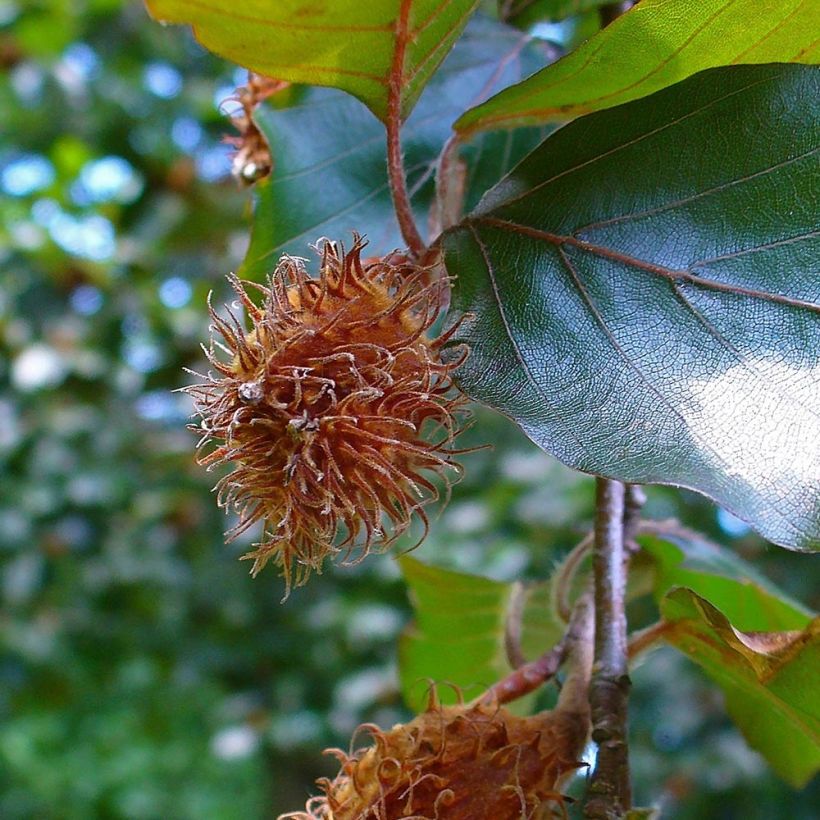 Fagus sylvatica Atropurpurea - Hêtre pourpre (Harvest)