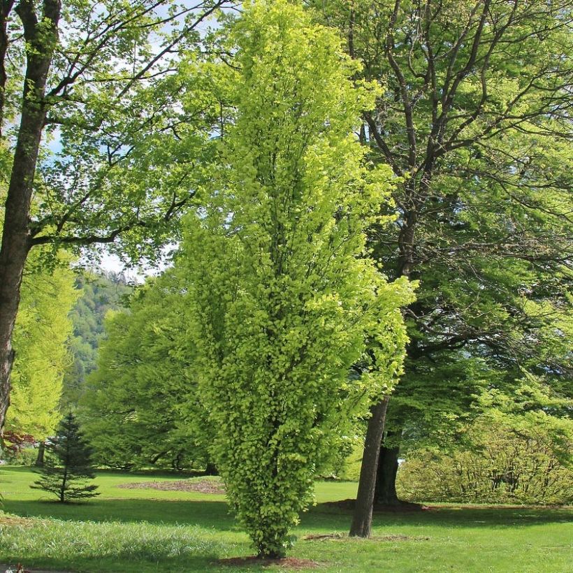 Fagus sylvatica Dawyck Gold - Hêtre fastigié doré (Plant habit)