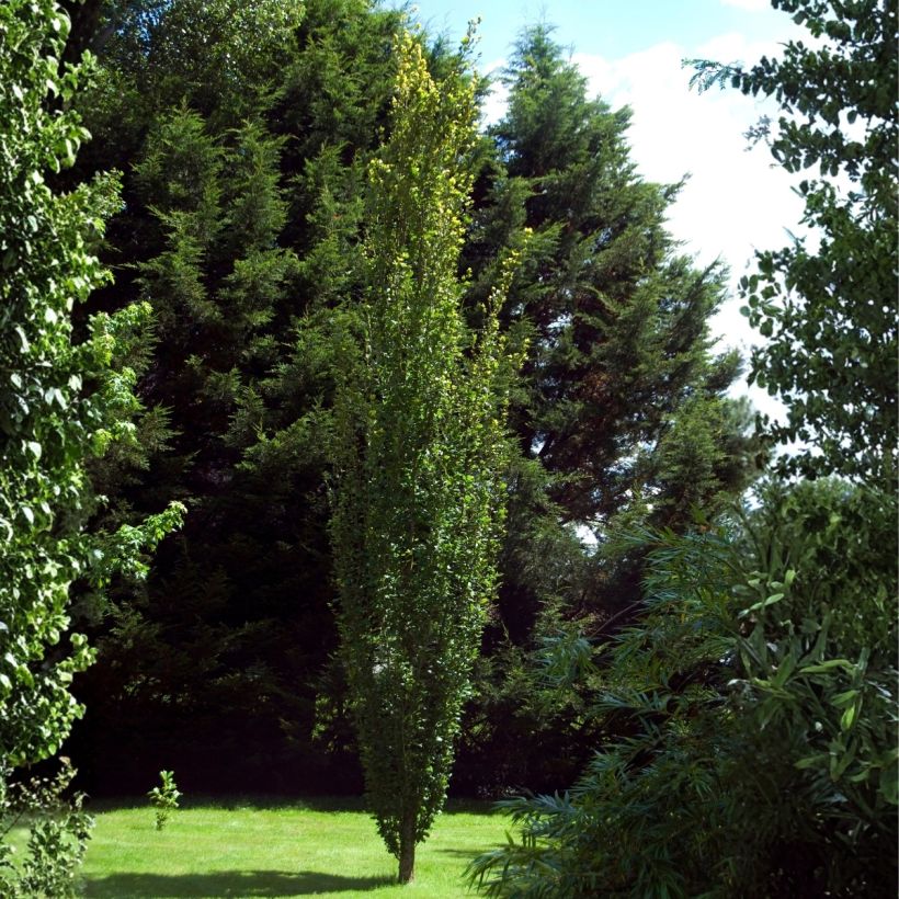 Fagus sylvatica Dawyck - Hêtre fastigié (Plant habit)