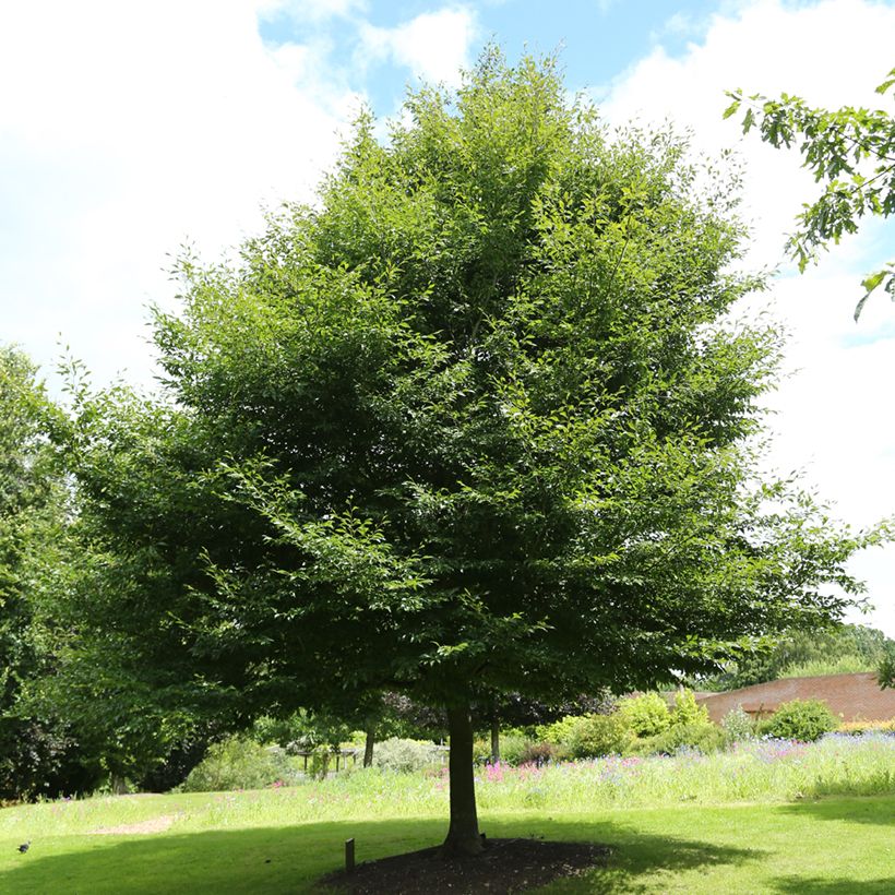 Fagus sylvatica Dentata - Hêtre commun (Plant habit)
