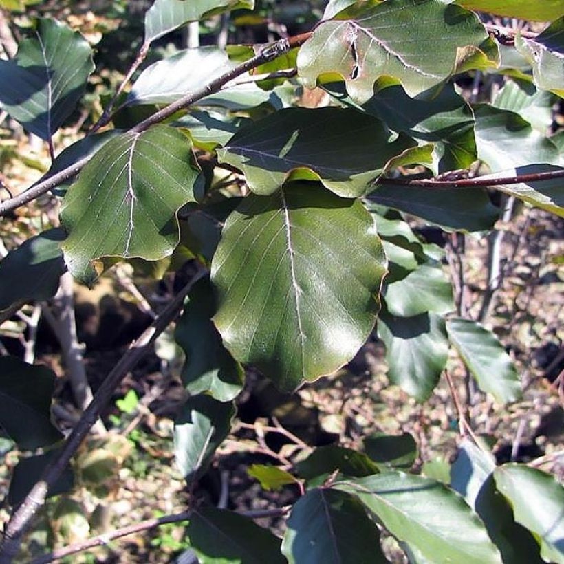 Hêtre pourpre - Fagus sylvatica Riversii (Foliage)