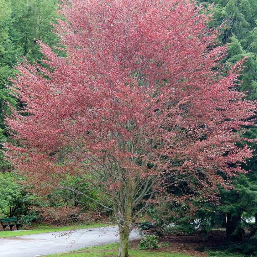 Hêtre pourpre - Fagus sylvatica Riversii (Plant habit)