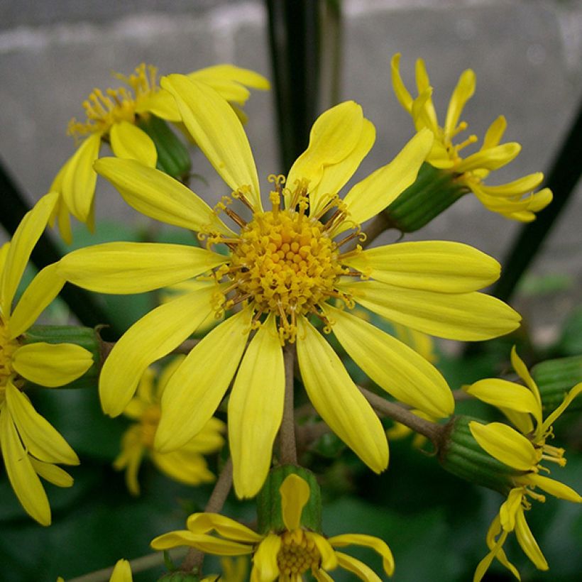 Farfugium japonicum - Plante panthère (Flowering)