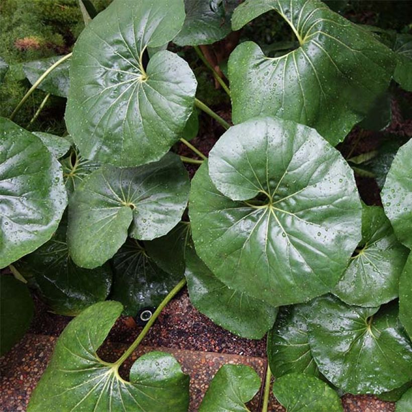Farfugium japonicum Gigantea - Plante Panthère géante. (Plant habit)