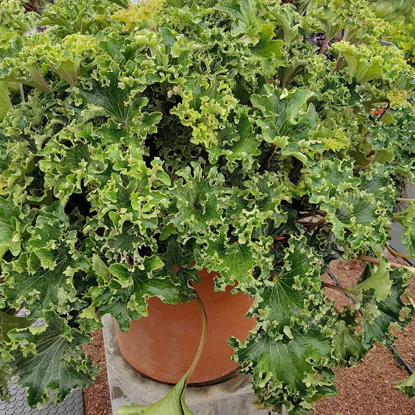 Farfugium japonicum Wavy Gravy - Plante panthère (Plant habit)