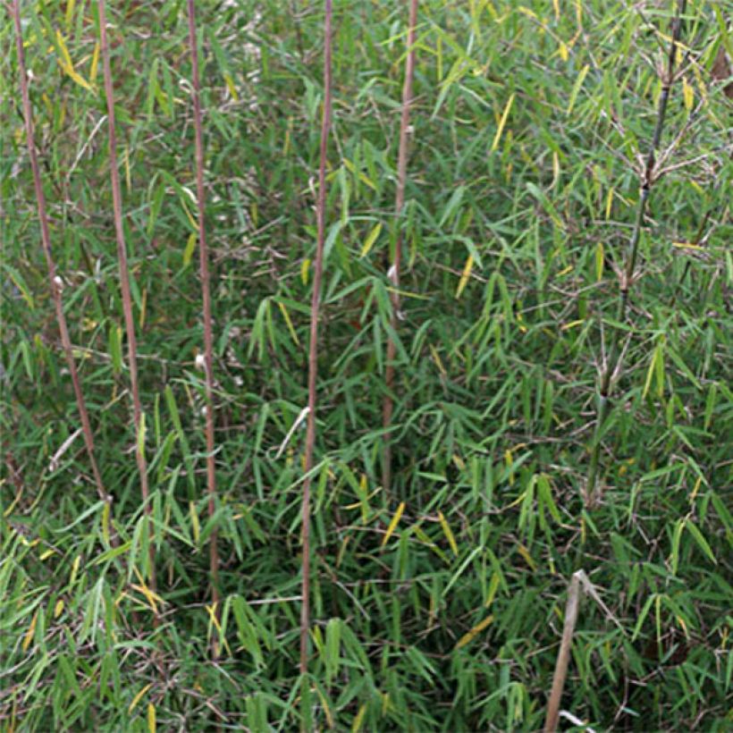 Fargesia angustissima - Bambou non traçant (Foliage)