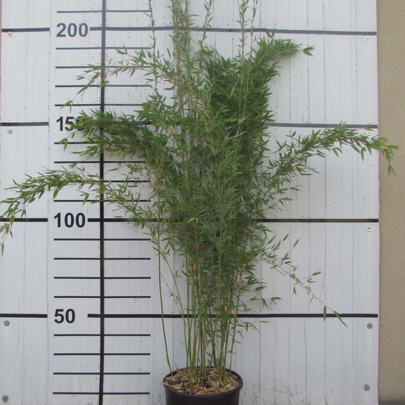 Fargesia denudata Lancaster 1 - Bambou non traçant. (Plant habit)