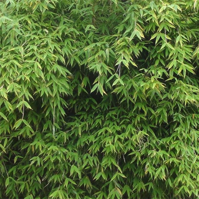 Fargesia murielae Dino - Bambou non traçant (Foliage)