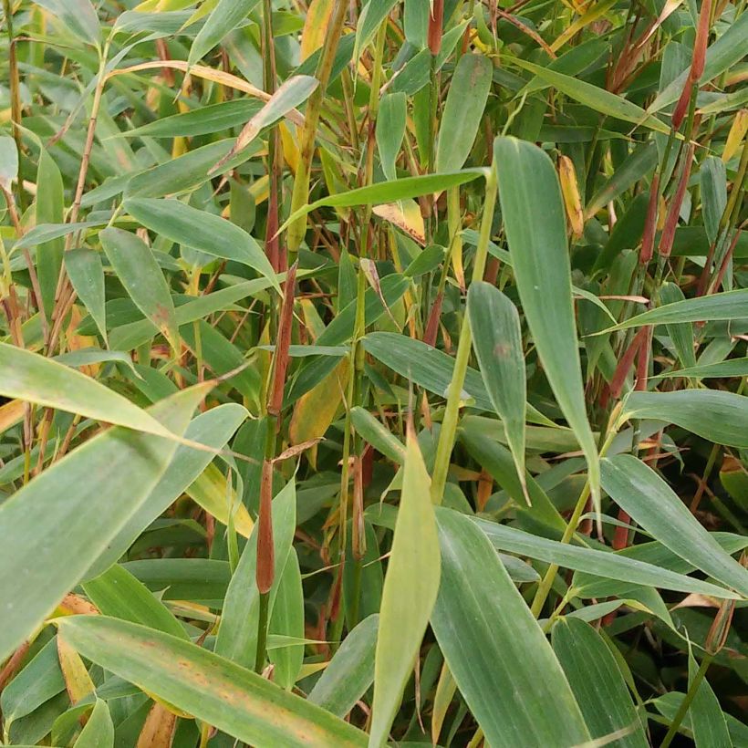 Fargesia murielae Panda - Bambou non traçant (Foliage)