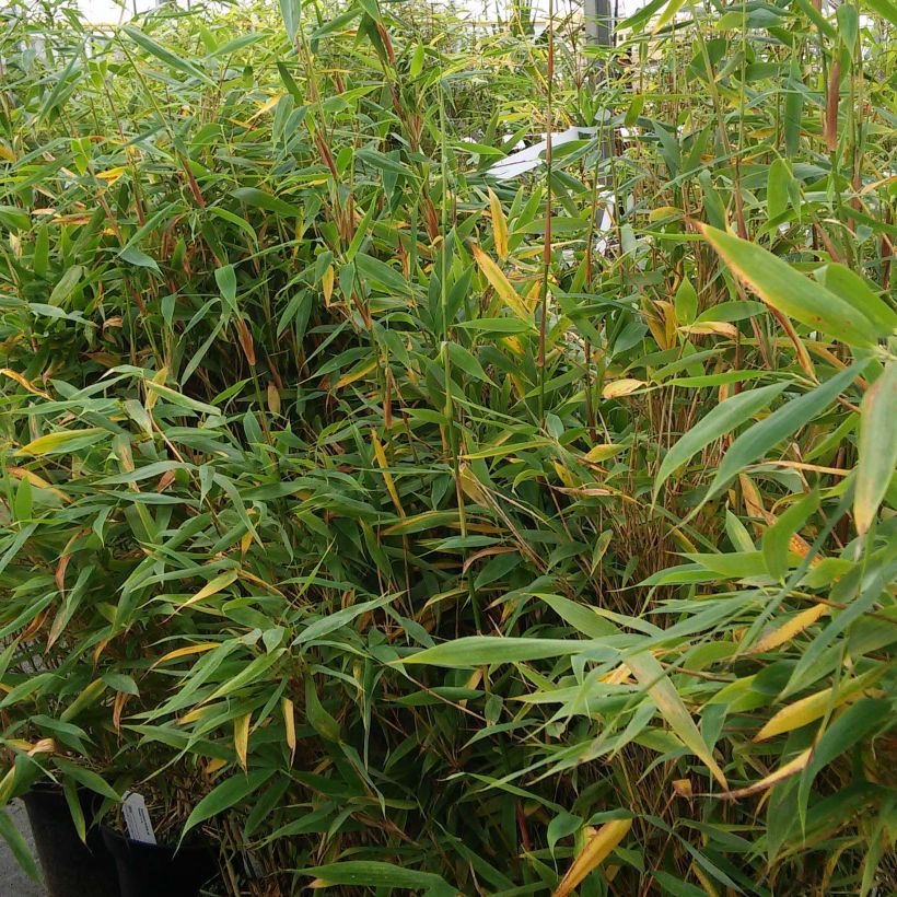 Fargesia murielae Panda - Bambou non traçant (Plant habit)