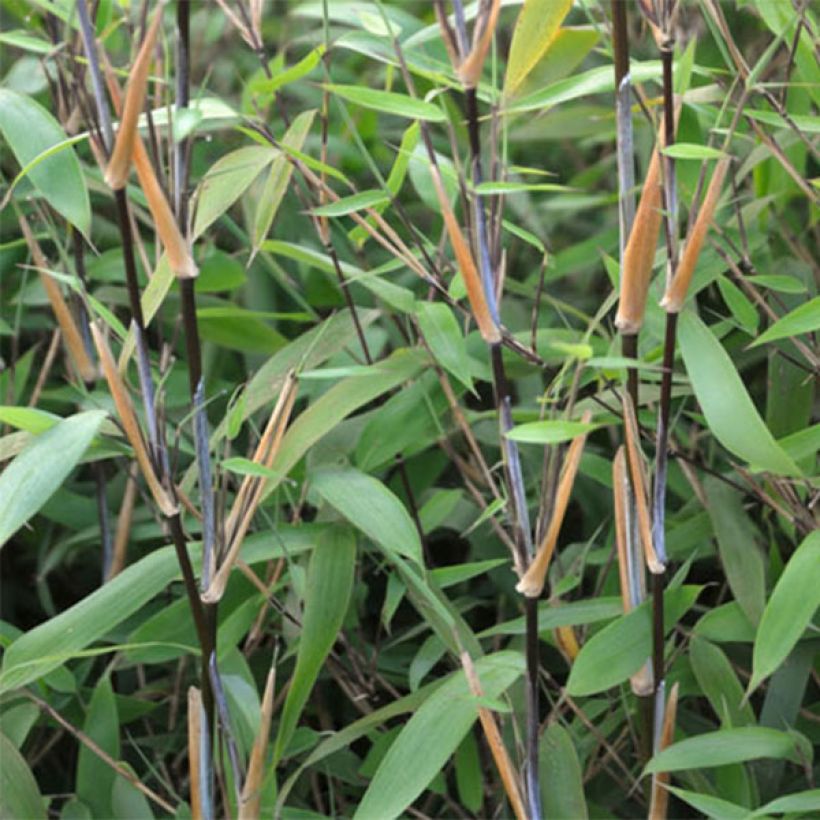 Fargesia nitida Great Wall - Bambou non traçant (Foliage)