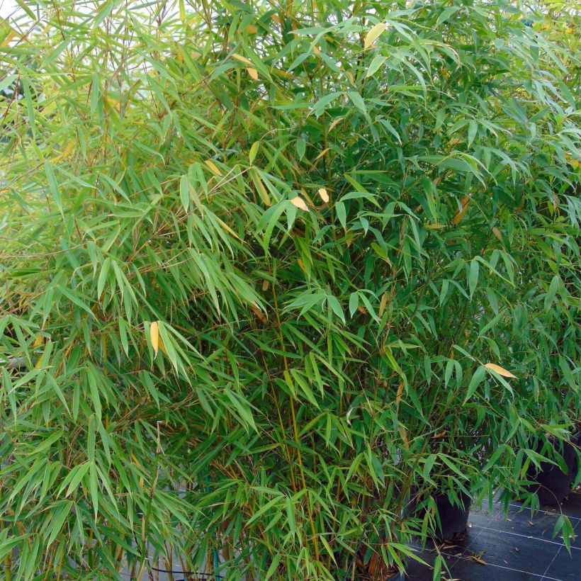 Fargesia robusta Campbell - Bambou non traçant (Plant habit)