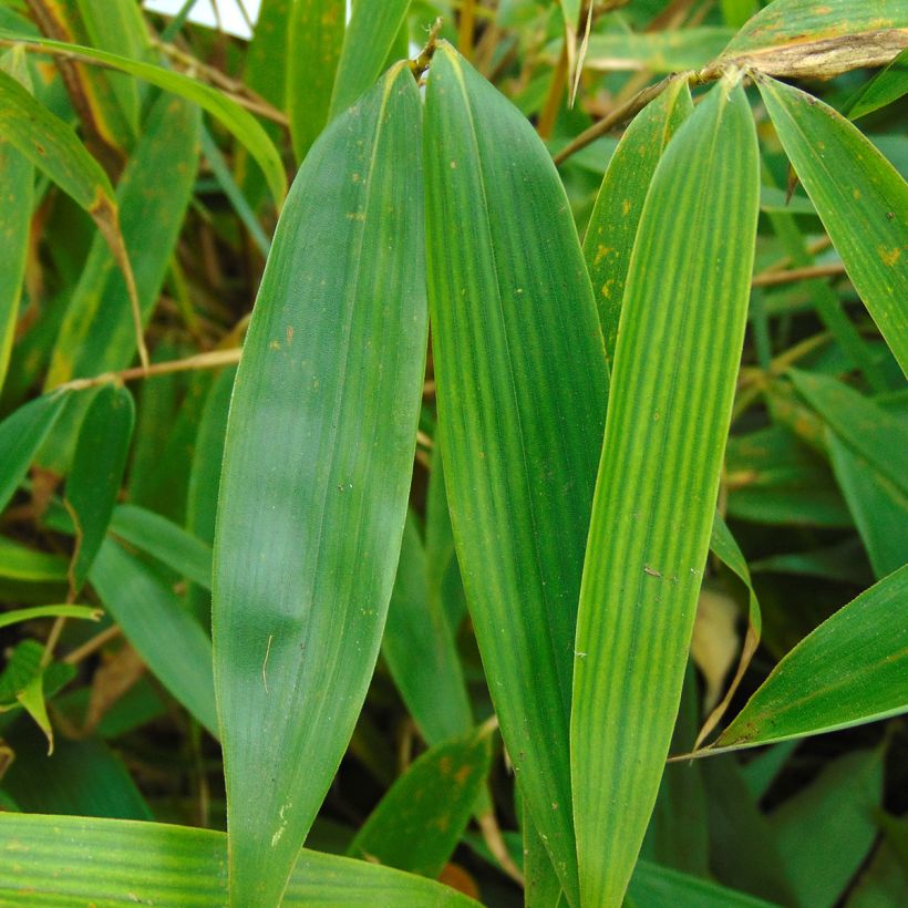 Fargesia robusta Pingwu - Bambou non traçant (Foliage)