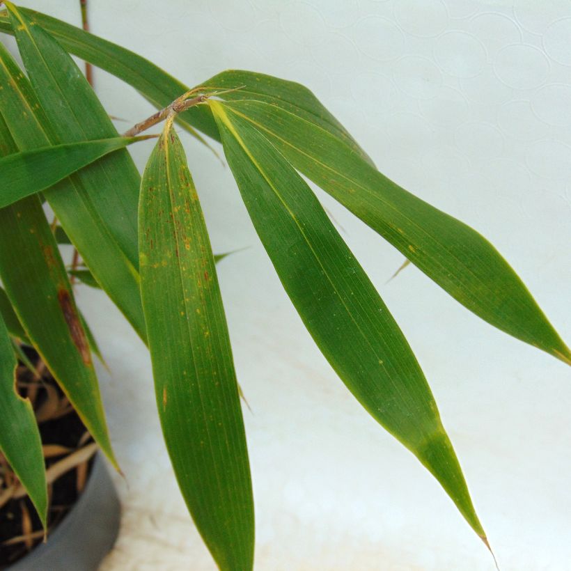 Fargesia robusta Wolong - Bambou non traçant (Foliage)