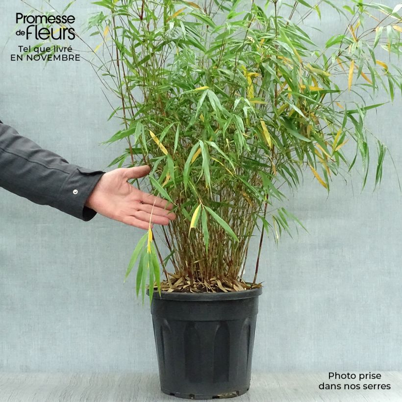 Example of Fargesia scabrida Asian Wonder - Bambou non traçant Pot de 6L/7L as you get in automne