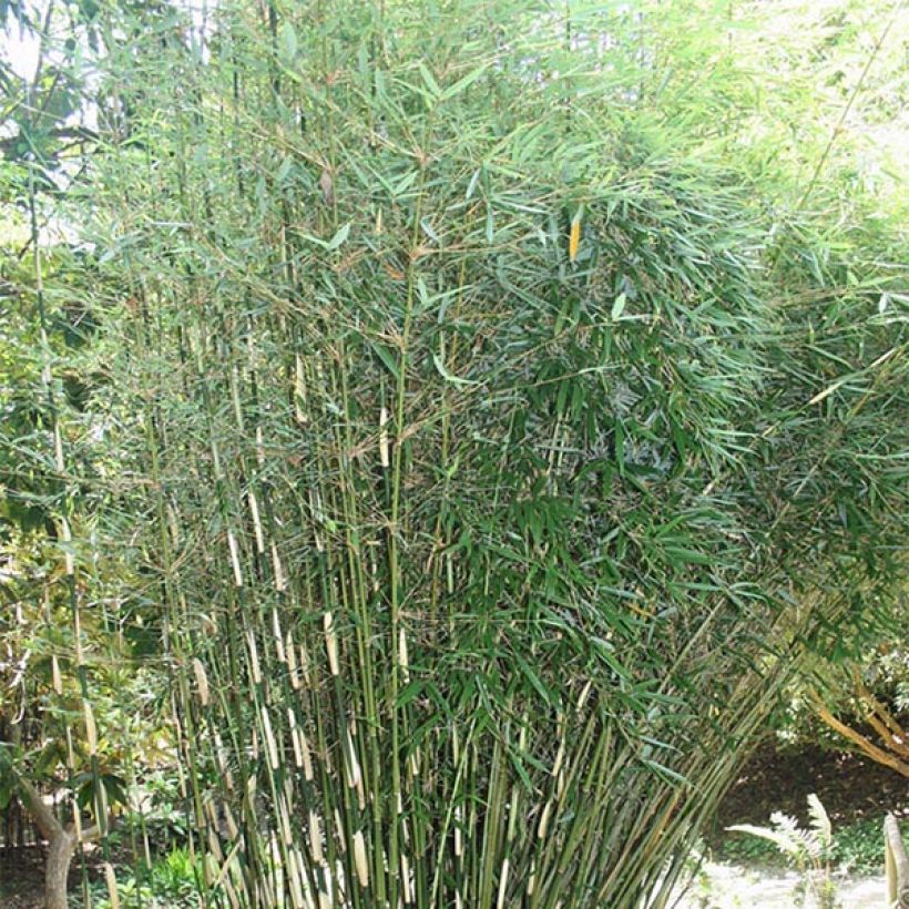 Fargesia robusta - Bambou non traçant (Plant habit)