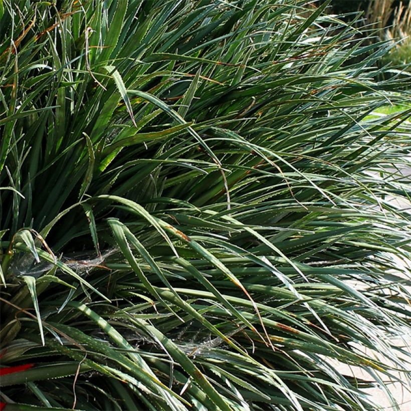Fascicularia bicolor 3L/4L (Foliage)