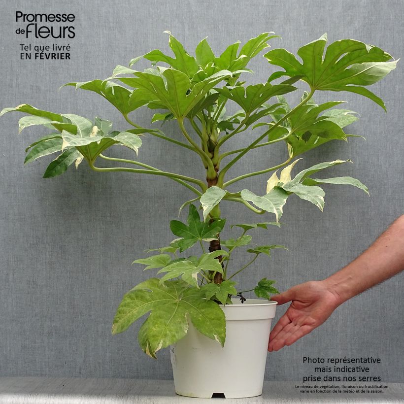 Example of Faux-aralia - Fatsia japonica Variegata Pot de 6L/7L as you get in automne